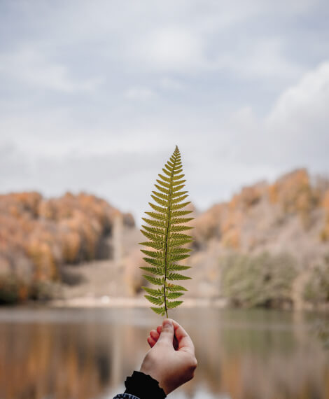 Hand hält grünes Farnblatt vor herbstlicher Landschaft